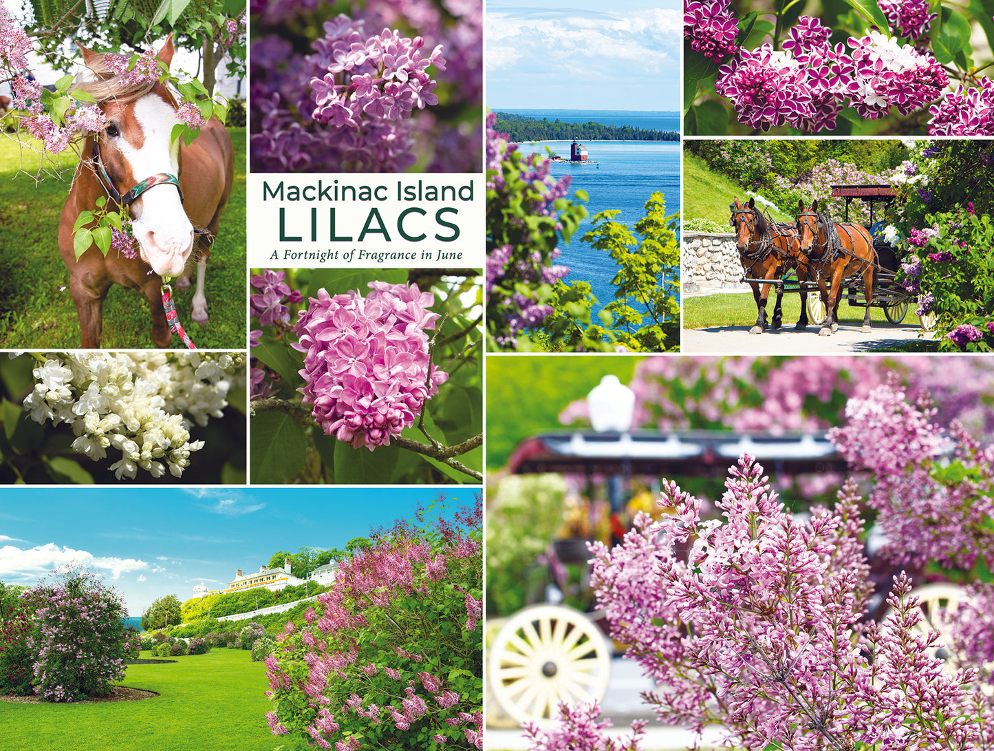 Mackinac Island Lilac Puzzle