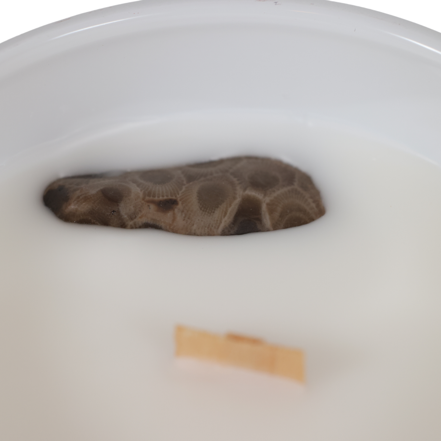 Petoskey Stones® 12 oz Glass Wooden Wick Candle