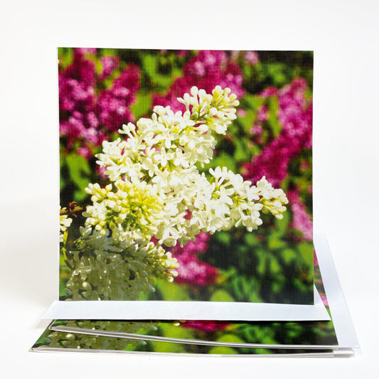 Lilacs create a canopy of fragrance on Mackinac Island in June that's a delight to your senses.  Open the card to reveal an image of their delicate petals that's sure to make you feel as if you can smell the lilacs! Lilacs symbolize the joy of youth. Photography by Jennifer Wohletz.  This casually elegant card is meant to be shared or displayed as a work of art.  