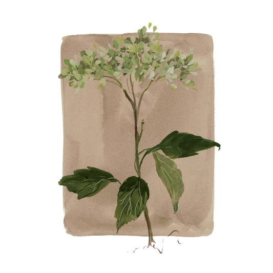 Floral fine art print featuring a reproduction of an original watercolor painting by Michigan artist Kelly Ventura.