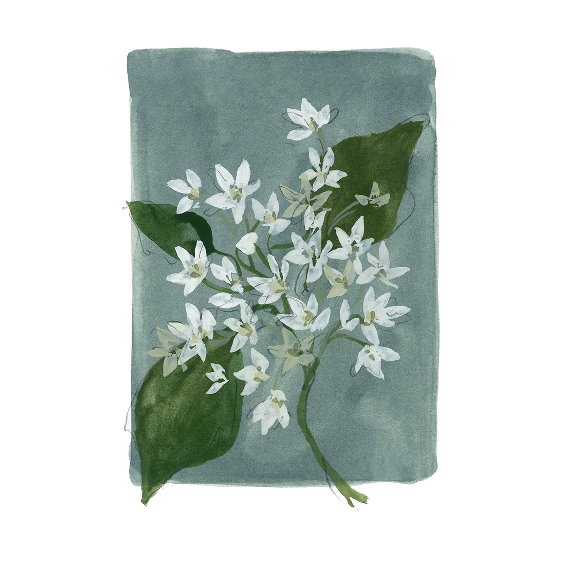 Floral fine art print reproduction of an original watercolor painting by Michigan artist Kelly Ventura.