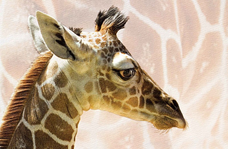 Baby Giraffe Birthday Card