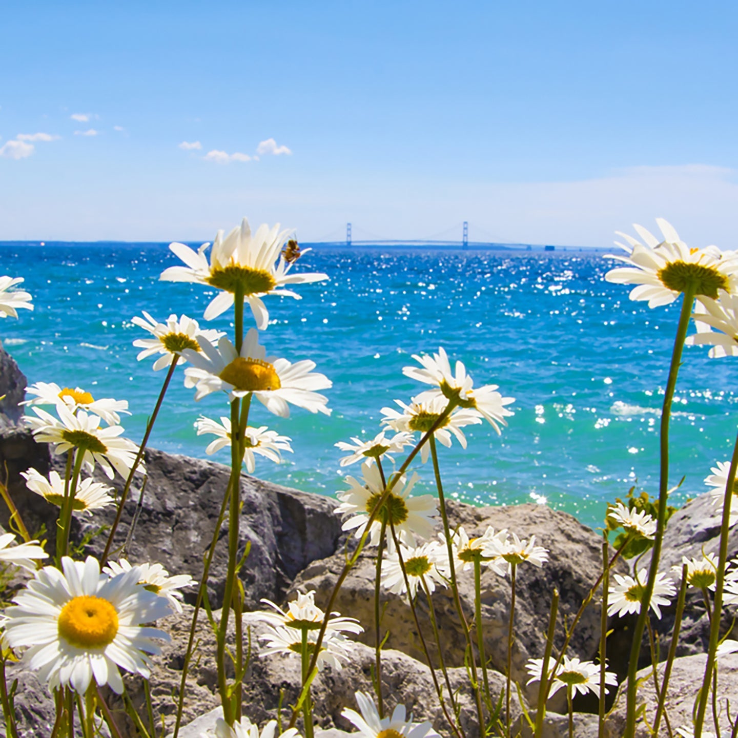 Daisies happily sway in the breeze along the shoreline of Mackinac Island with the Mackinac Bridge on the horizon. Photo by Jennifer Wohletz of Mackinac Memories.