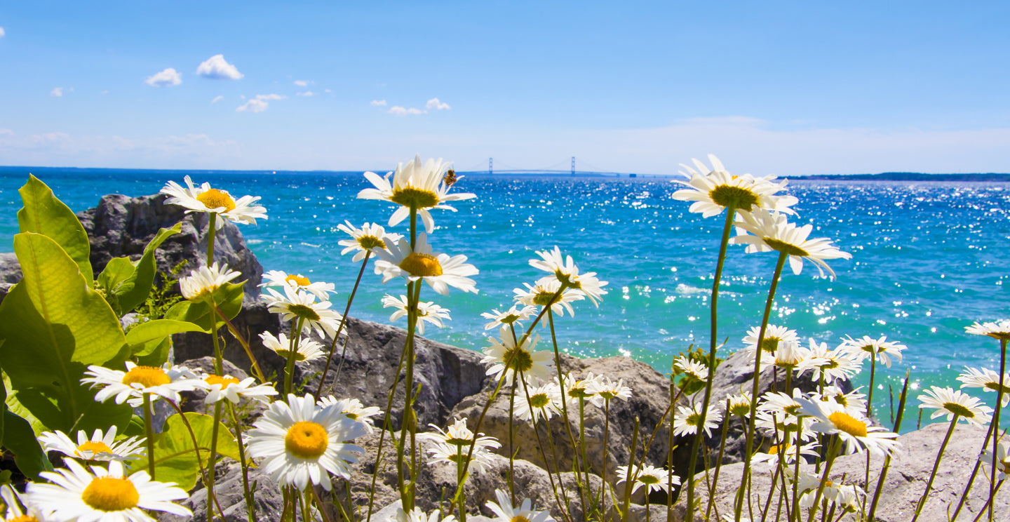 Daisies happily sway in the breeze along the shoreline of Mackinac Island with the Mackinac Bridge on the horizon. Photo by Jennifer Wohletz of Mackinac Memories.