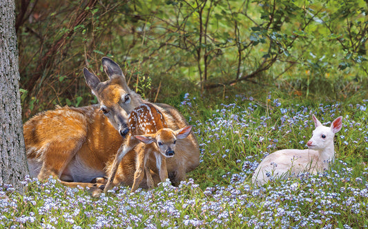 Deer Family - Photograph by Carl Sams and Jean Stoick of the white deer in Kensington Metro Park.