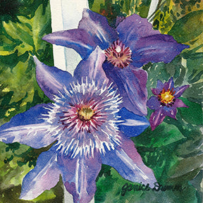 Ginger's Clematis – watercolor