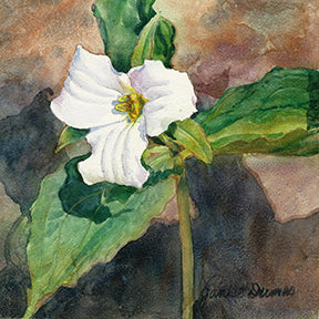 Trillium – watercolor