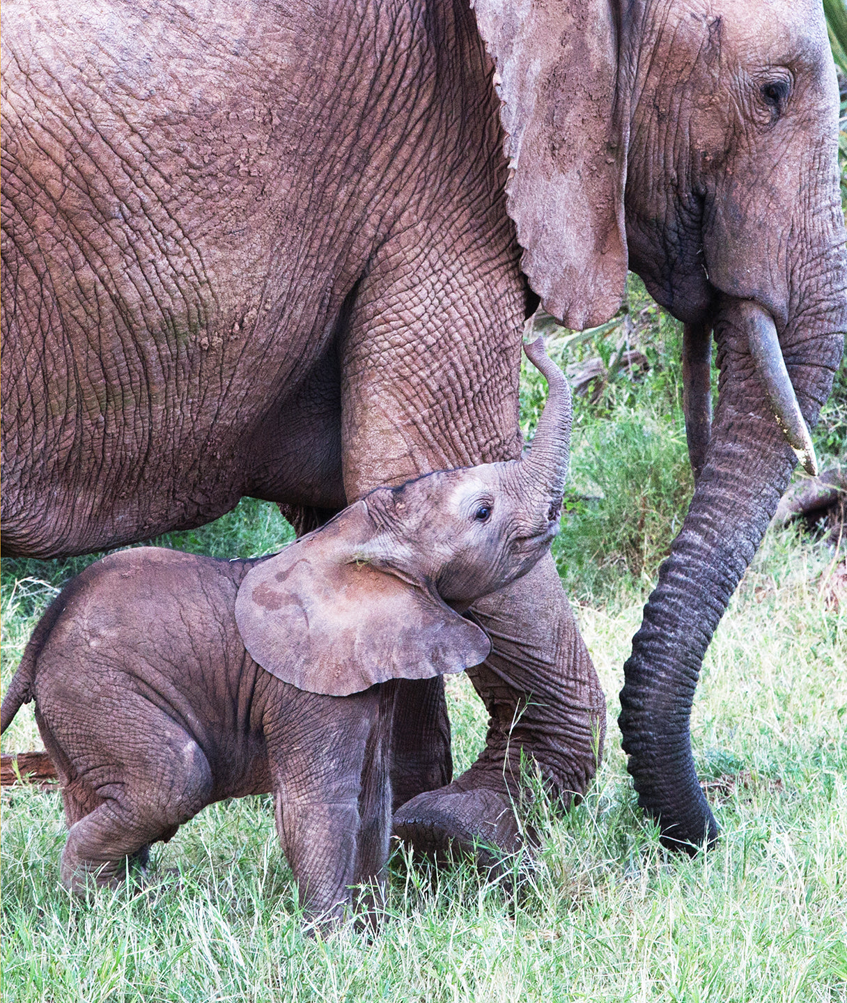 Baby Elephant and Mother - Photograph by Carl Sams and Jean Stoick.