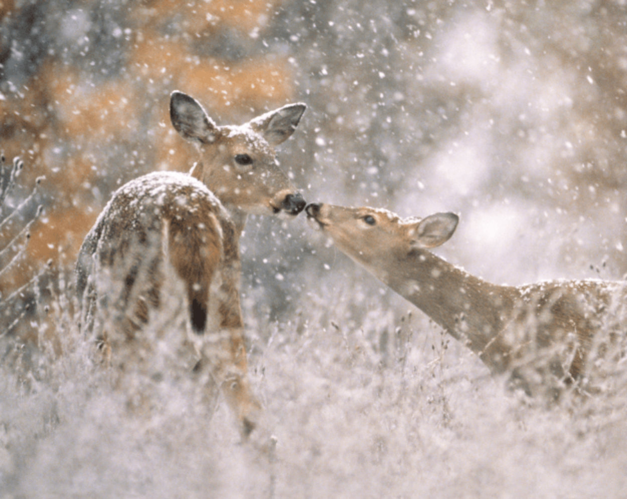 "First Snow" by Carl Sams II captures a tender moment between two deer in the woods near Kensington Metro Park in Milford, Michigan. 