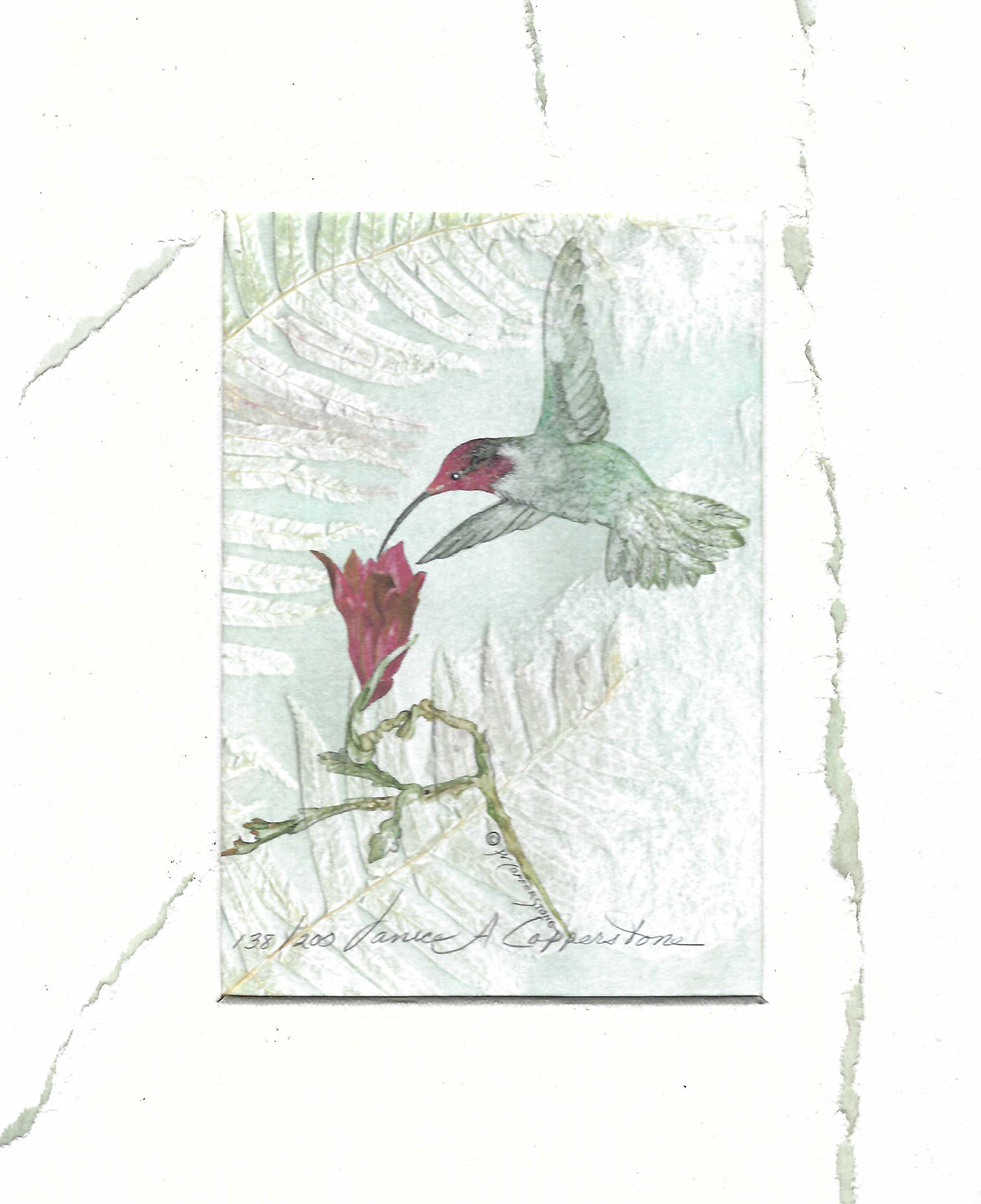 Hummingbird Ruby Throat w/ Red Flower - Fine Art Print
