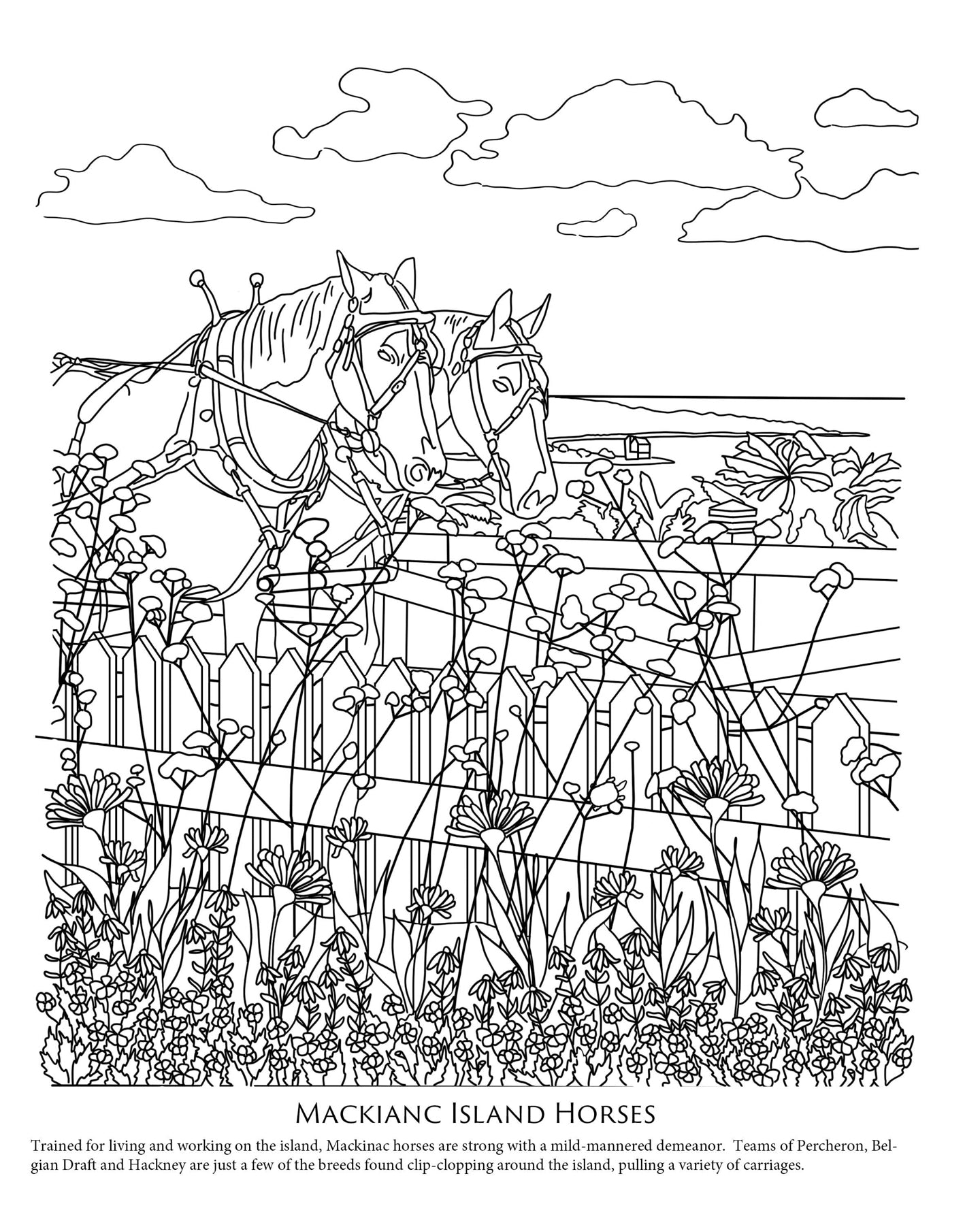 Mackinac Island Coloring book illustration of horses by Natalia Wohletz from MINDFUL MACKINAC.