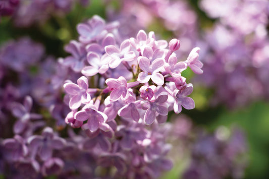 Lilac Petals Photograph by Jennifer Wohletz of Mackinac Memories.