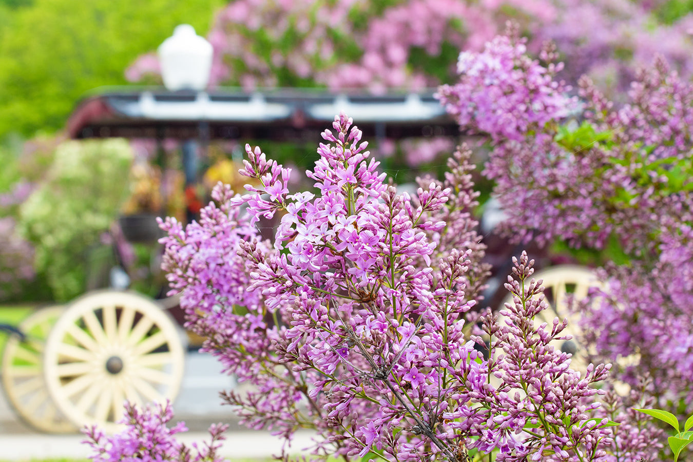 Lilac Blooms by Jennifer Wohletz.  Photography on canvas mounted on black styrene. 10" x 15"  Description:  A riot of lilac blooms frame a horse-drawn carriage parked in front of Mackinac Island's Marquette Park.  In June, a canopy of fragrance settles over Mackinac Island as hundreds of lilacs bloom throughout the island.   