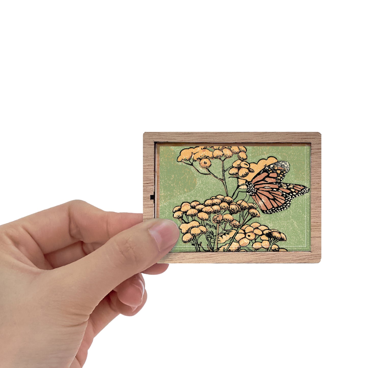 Monarch on Tansy Magnet