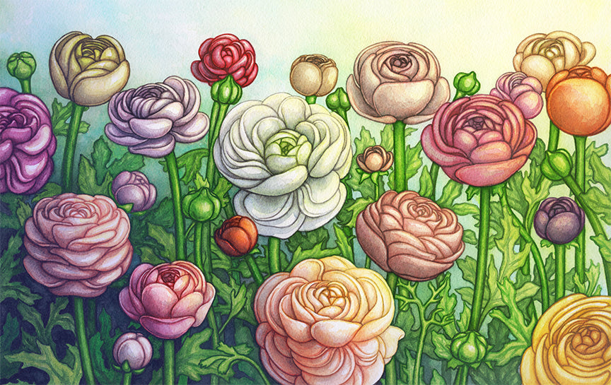 Ranunculus Garden.  Signed fine art print on archival watercolor paper.  The original watercolor painting by created by Jessica Waterstadt of Farmington, Mich., for the children's picture book, The Acorn & the Oak.