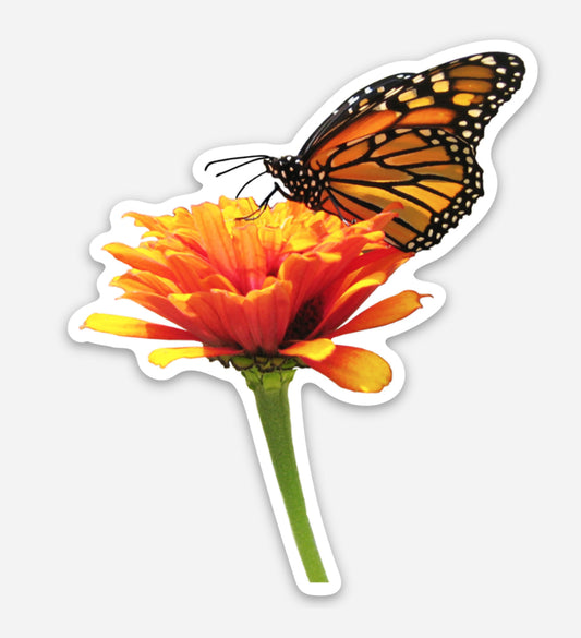 Monarch on Zinnia Vinyl Sticker by Jennifer Wohletz of Mackinac Memories.