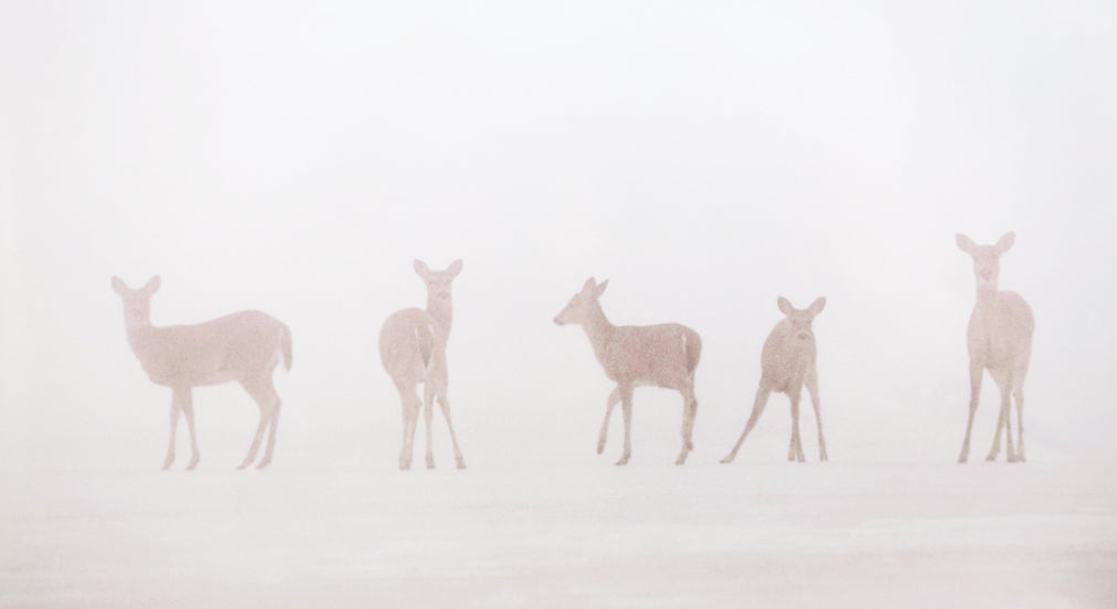 Snow Angel Deer photography by Carl Sams II.