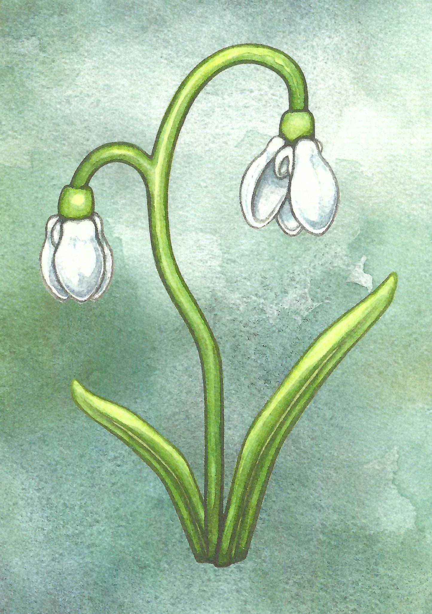 Snow Drop Greeting Card.    A casually elegant greeting card designed to be shared or displayed as a work of art.    Description  A whimsical watercolor illustration by Jessica Waterstradt from the book, "The Acorn and the Oak."  A complementary illustration is featured on the inside.