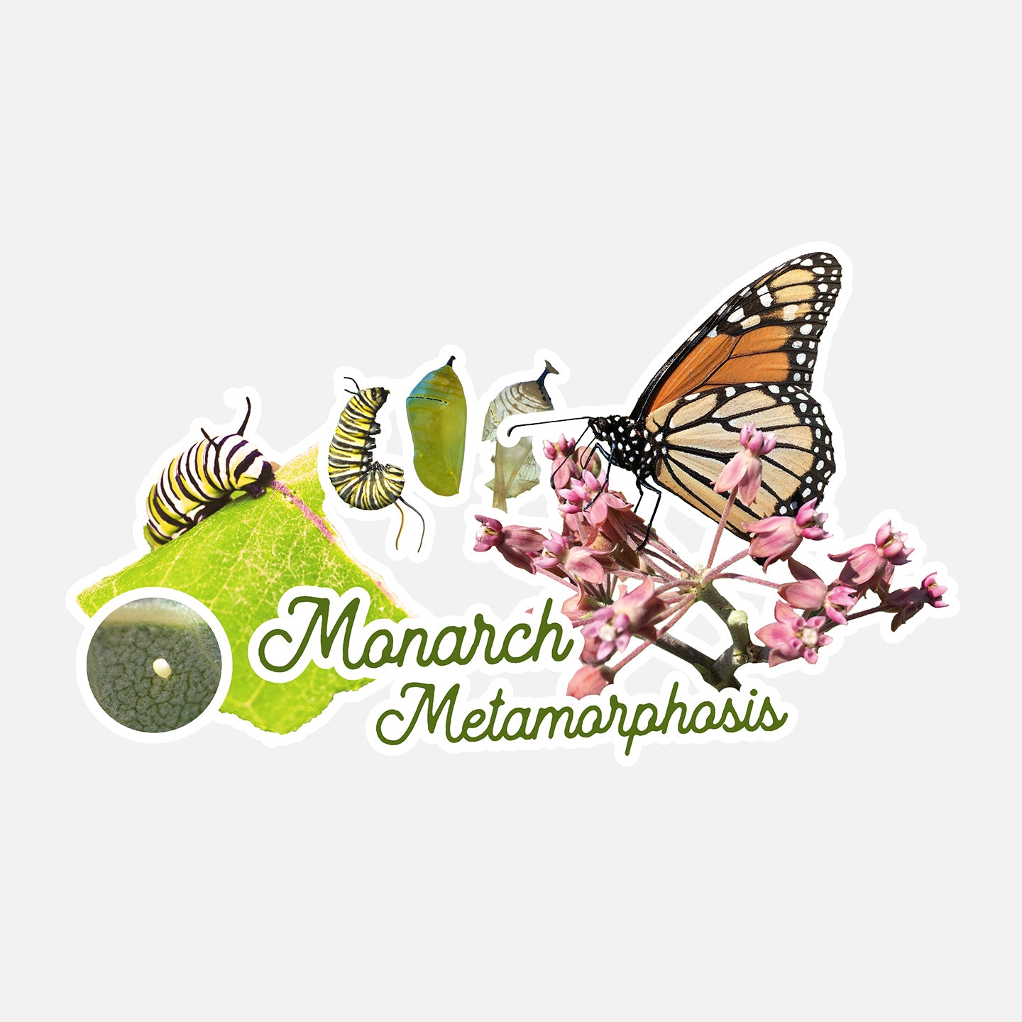 Monarch Metamorphosis Butterfly Vinyl Sticker