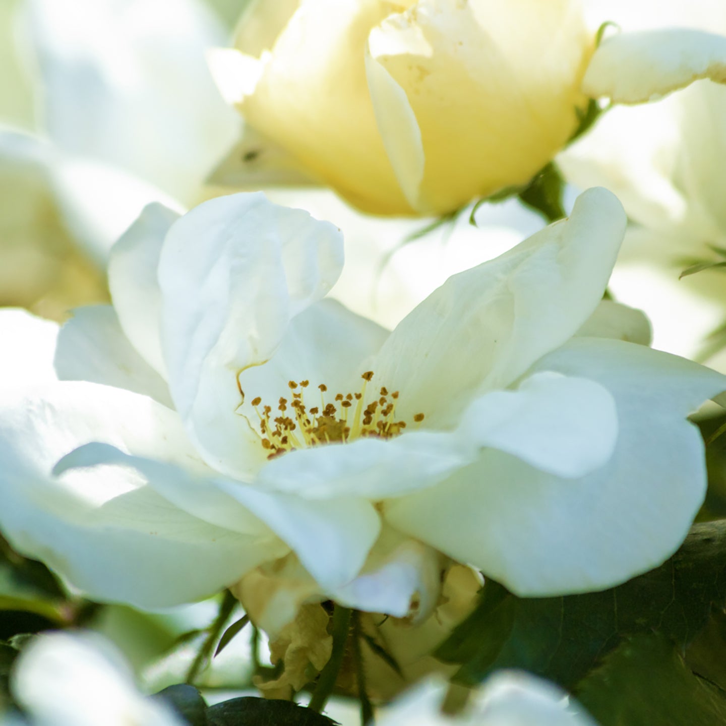 Floral art for your home or office. White Rose Photograph by Natalia Wohletz of Mackinac Memories.