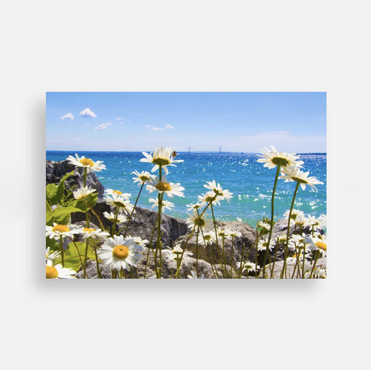 Daisies & the Mighty Mac Postcard by Jennifer Wohletz of Mackinac Memories.