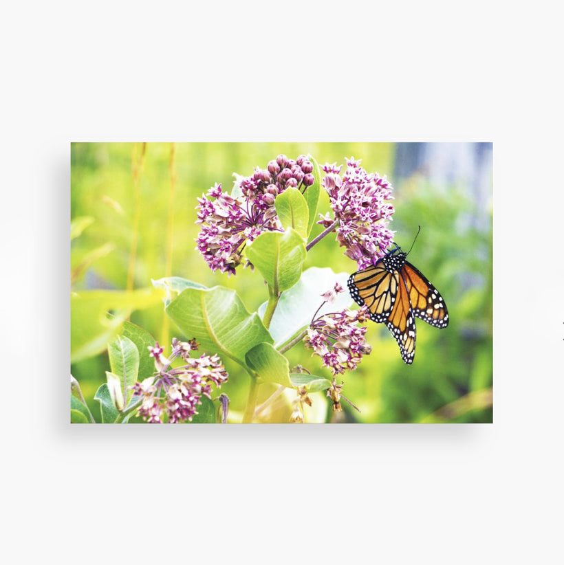 Monarch on Milkweed Postcard by Jennifer Wohletz of Mackinac Memories.