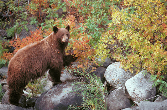 Bear on Rocks photograph by Carl Sams