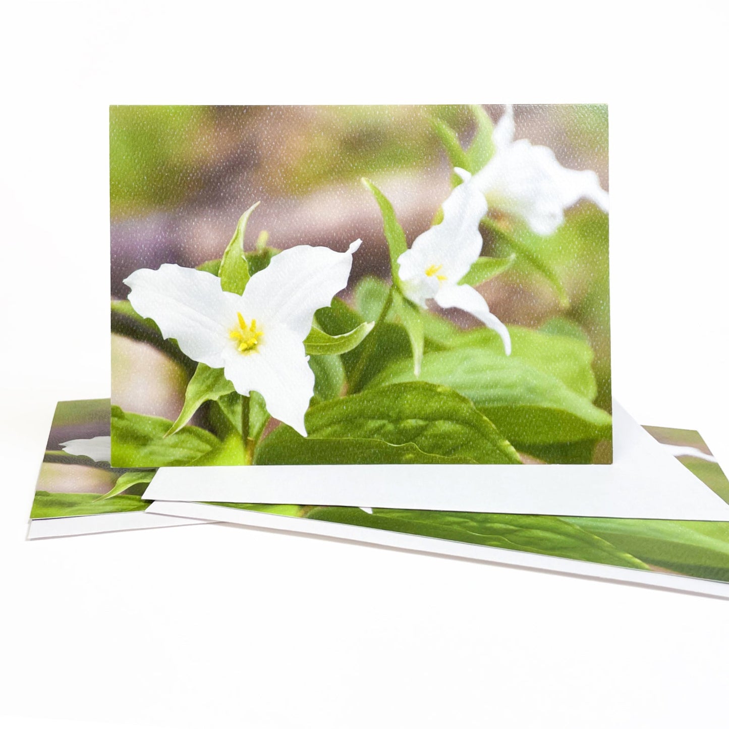 Blank greeting card featuring a photograph of trillium, a Michigan wildflower, by Mackinac Island artist Jennifer Wohletz of Mackinac Memories.   Suitable for framing.