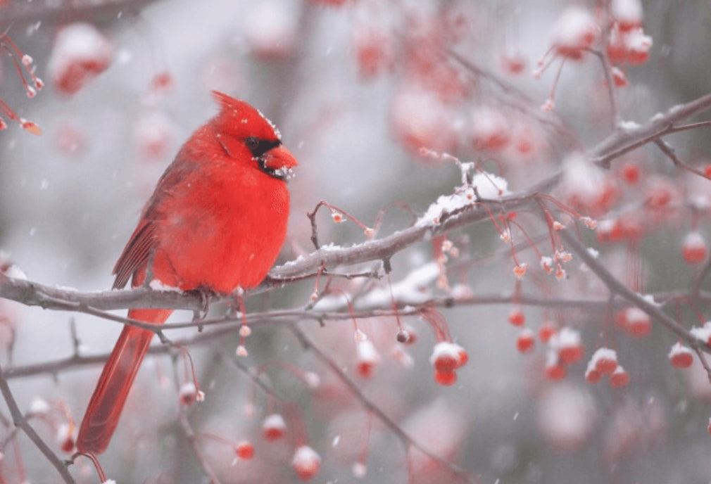 Cardinal in snow photograph by Carl Sams
