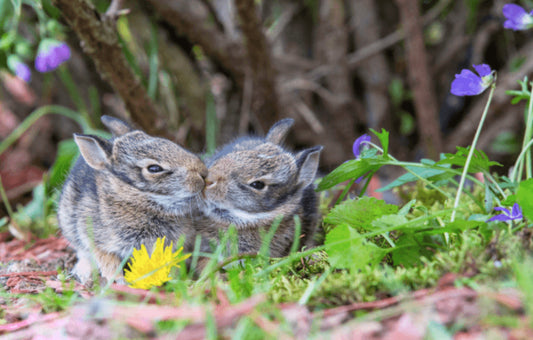 Cute Buns – photograph