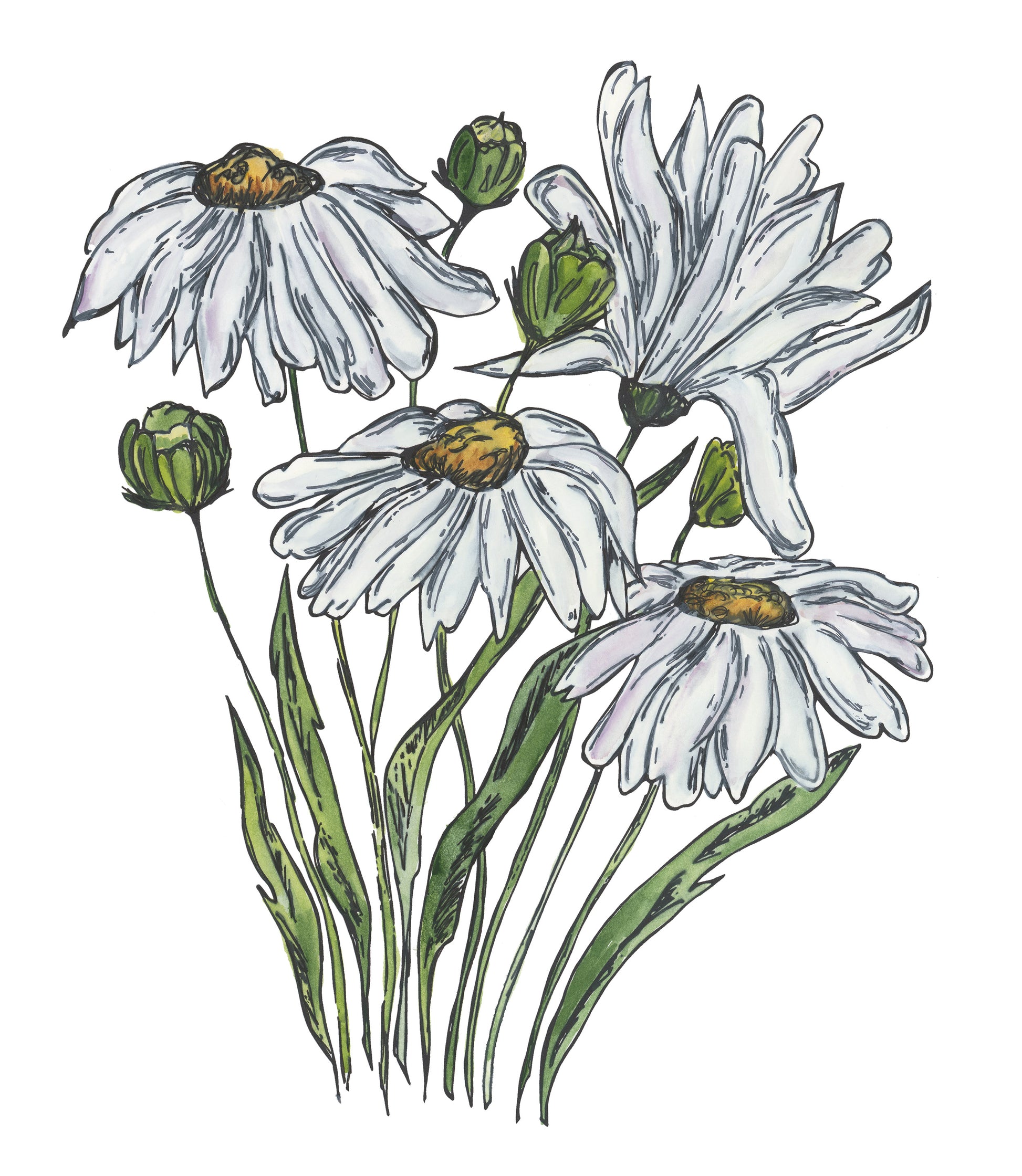 Art print of a watercolor painting by Michigan artist Abigail Powers.  These beautiful white daisies add a bit of Spring fresh to any room. 