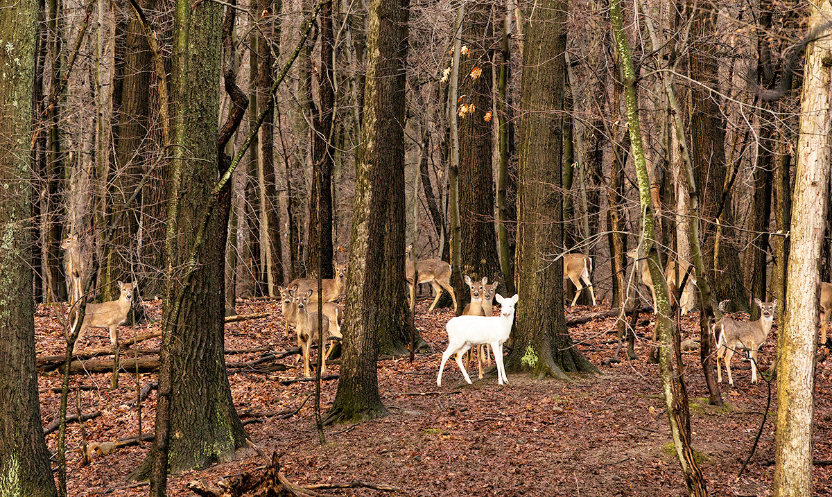 "A Magical Moment" by Carl Sams II captures a white deer in the woods bordering Kensington Metro Park.