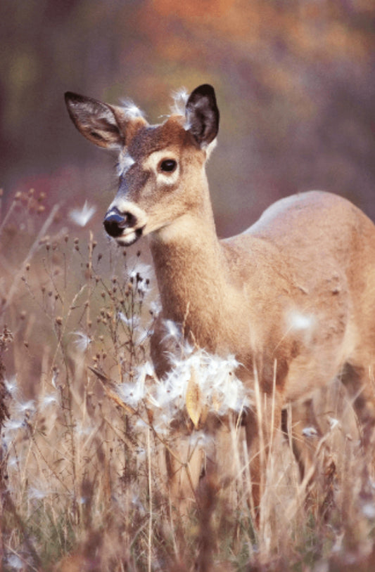 Doe in milkweed photograph by Carl Sams