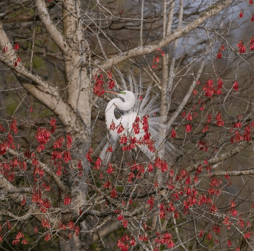 Egret in Red – photograph