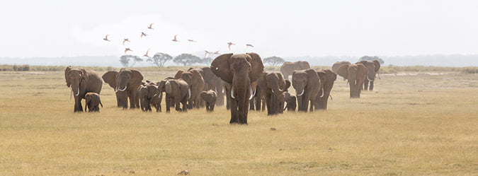 Elephants Walking – photograph