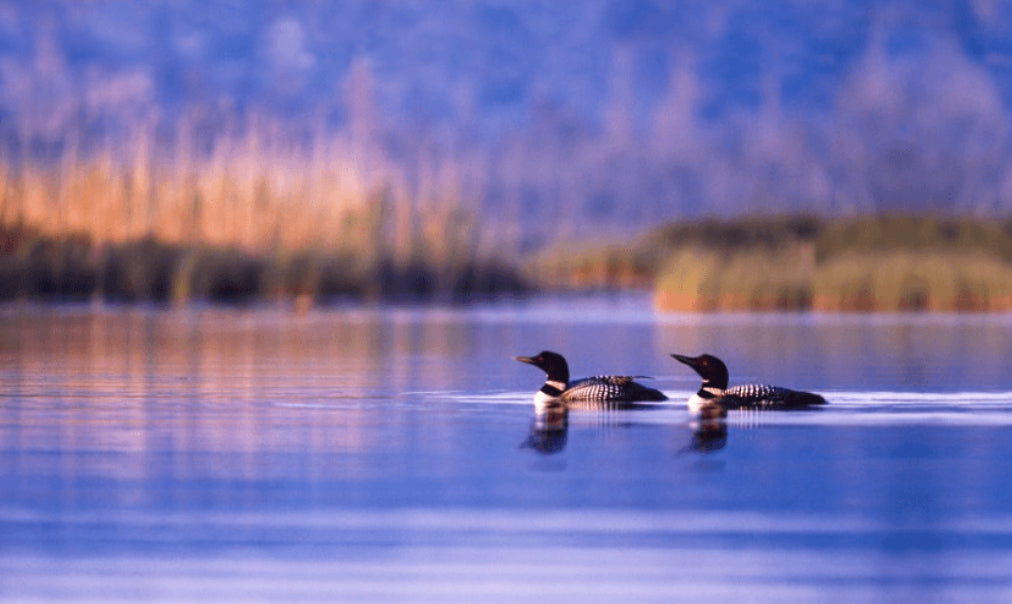 Golden Pond – photograph