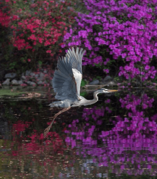 Heron in Purple – photograph