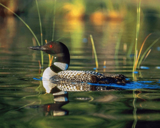 Loon on Emerald Lake – photograph