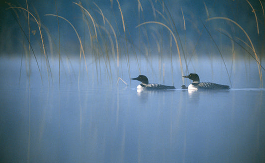 Loons in the Mist – photograph