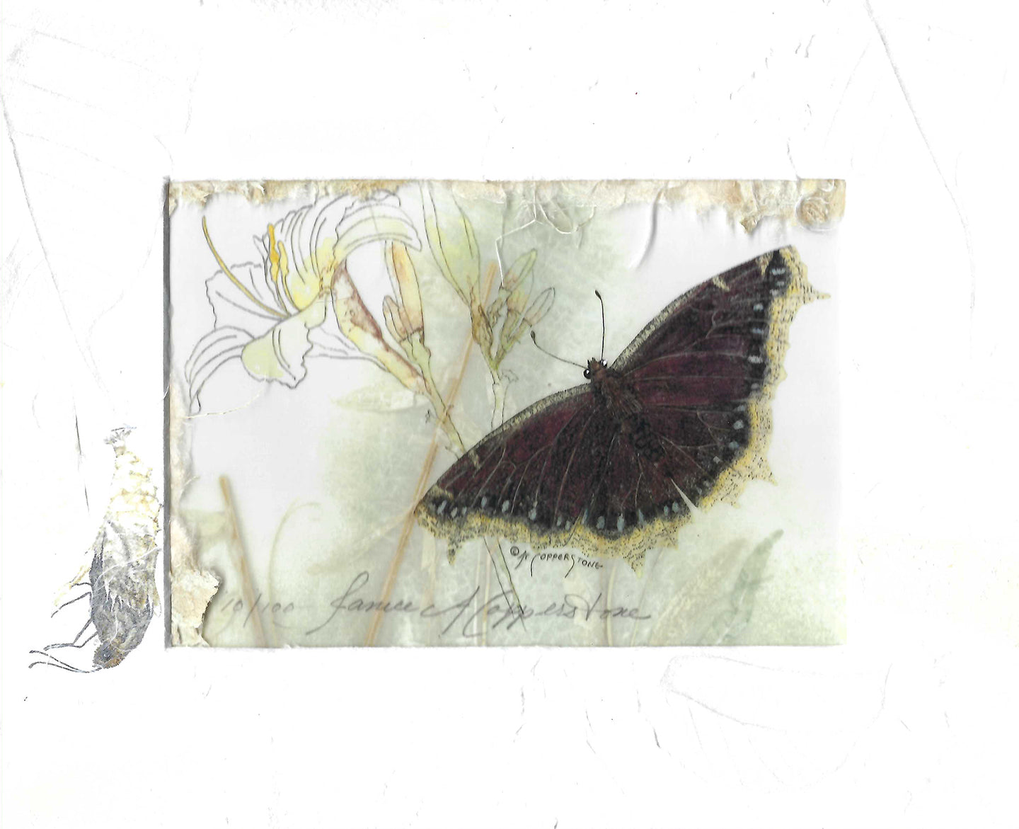 Butterfly mixed media fine art print by Janice A. Copperstone of Milford, Mich. 