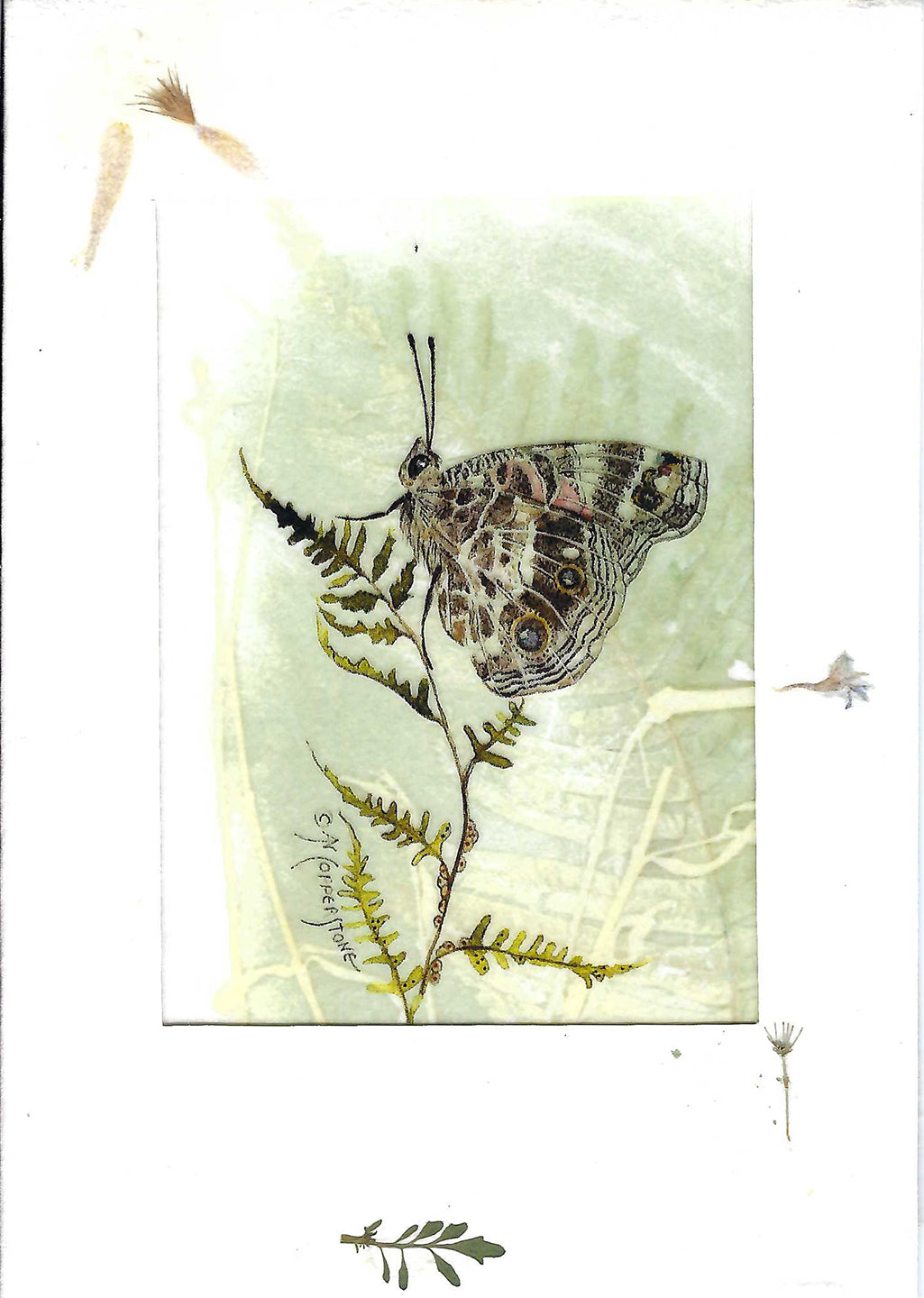 Painted Lady. Blank greeting card by Janice A. Copperstone of Milford, Mich.  