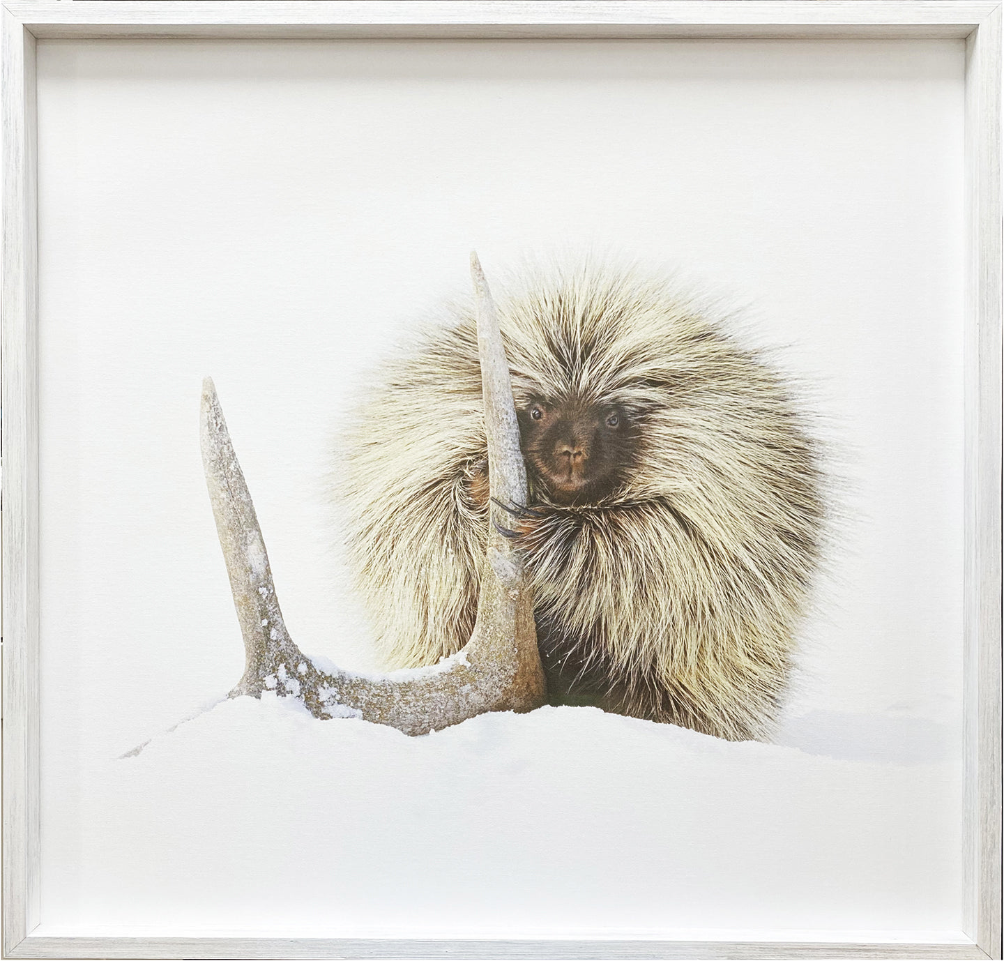 Porcupine – photograph