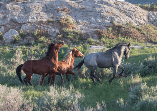 Running Free – photograph