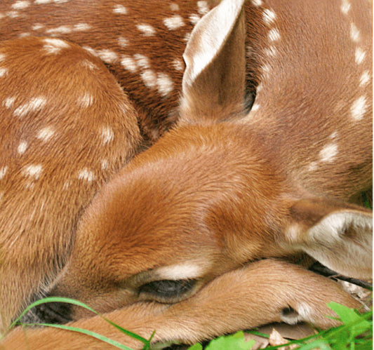 Sleeping Fawn – photograph