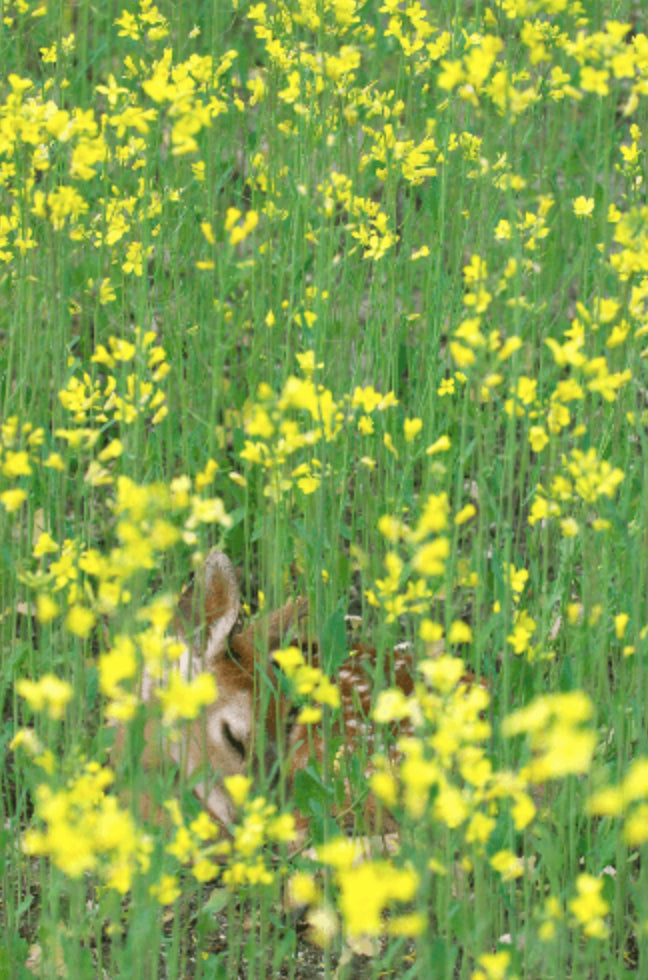 photo of a sleeping fawn in yellow flowers by Carl Sams