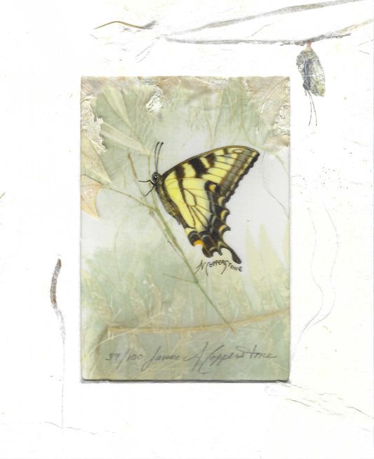 Swallowtail - Fine Art Print