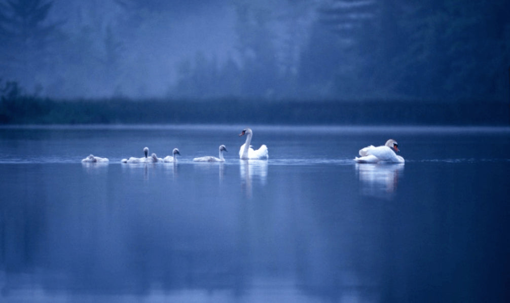 Swan Family – photograph