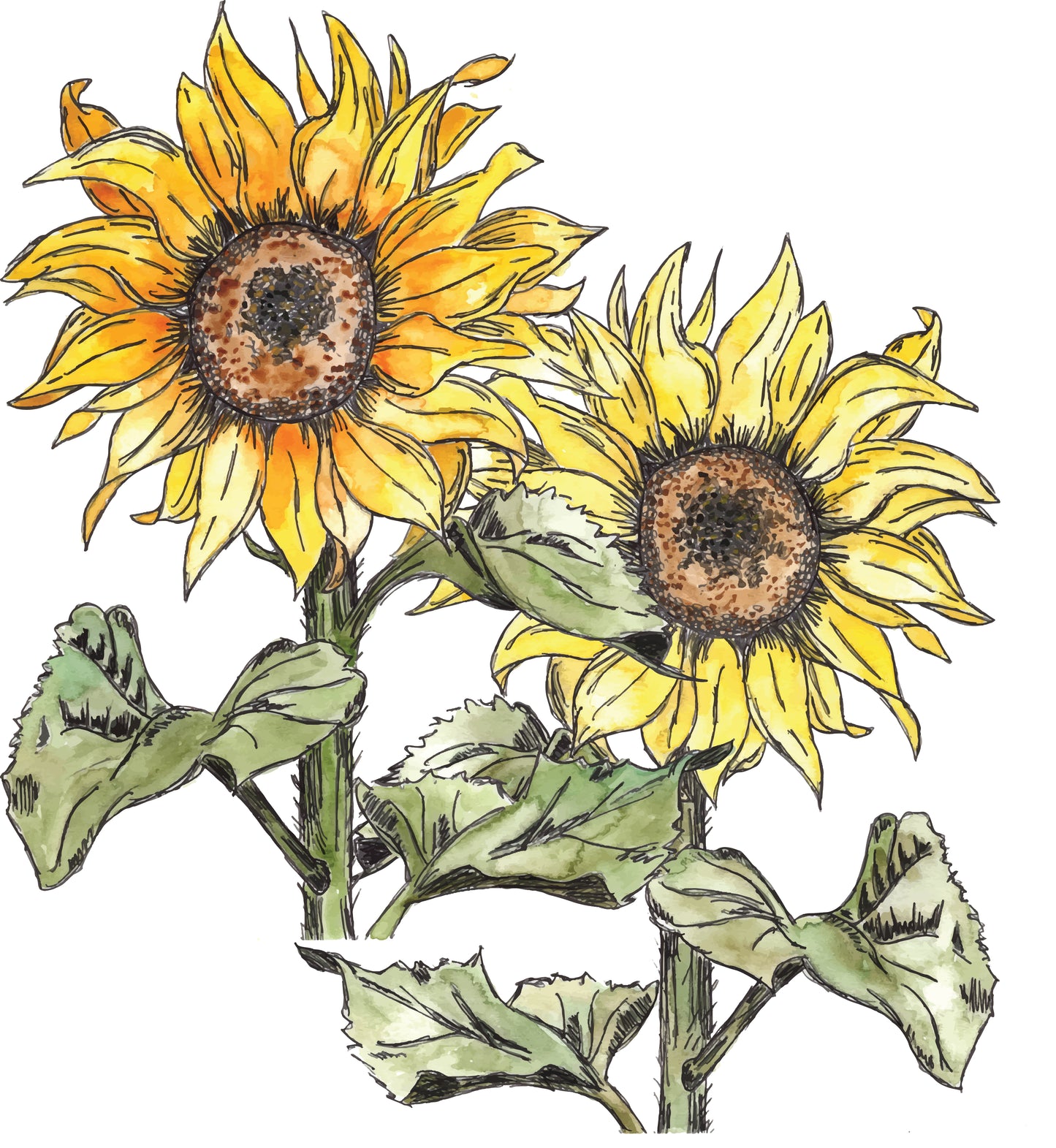 Two Sunflowers - Art Print