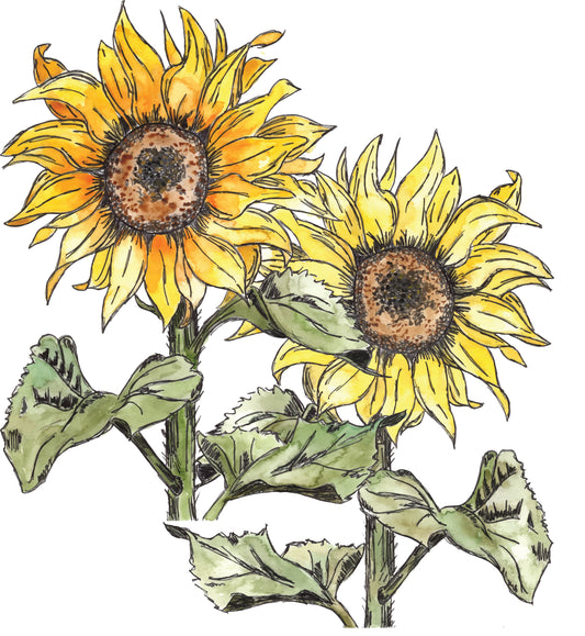 Two Sunflowers - Art Print