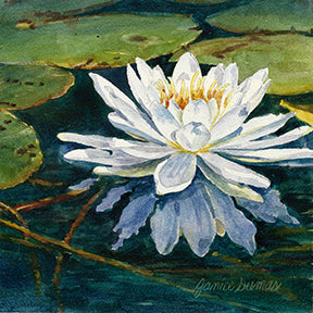 Water Lily.  Original watercolor on aqua board by Michigan Artist Janice Dumas.   6 x 6 in.  Display on an easel or in a frame.  The painting features a white waterlily with its petals reflected in the waters of a calm inland lake.